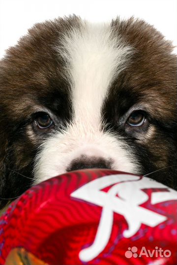 Щенки сенбернара