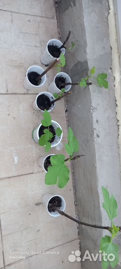 Инжир плодоносщий