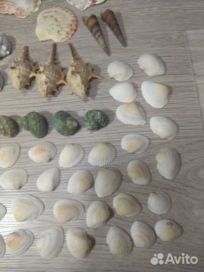Морские ракушки для поделок