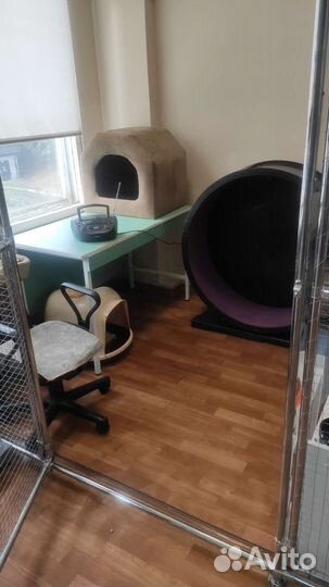 Гостиница для кошек