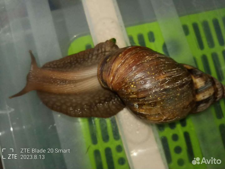 Улитки ахатины бесплатно