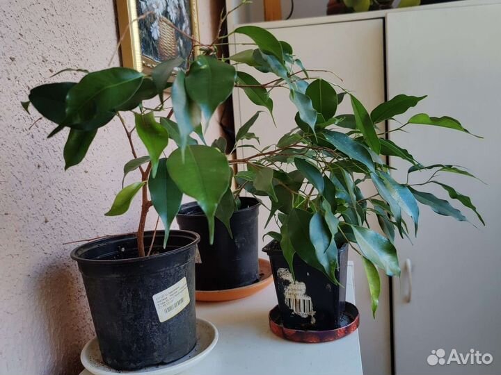 Фикус бельджамина