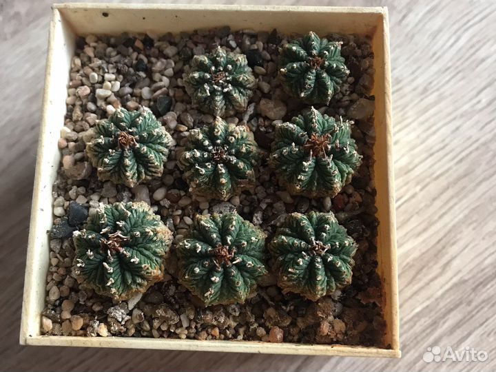 Aztekium ritteri (кактус)