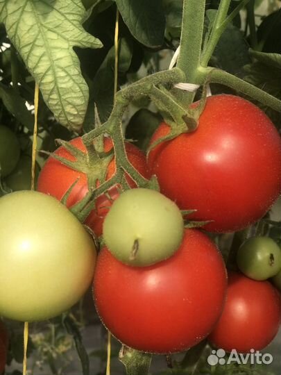 Рассада томатов(помидоры),перец,баклажаны