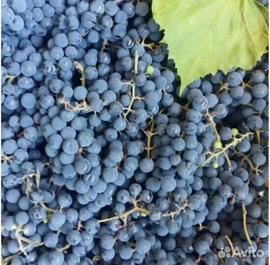 Саженцы винограда 