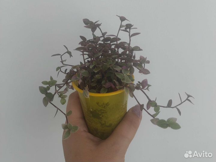 Коллизия розовая пантера