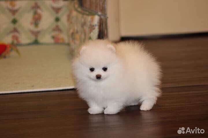 Щенки шпица