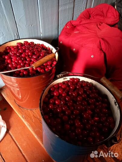 Продам ягоды вишни
