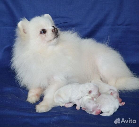 Резерв на снежков