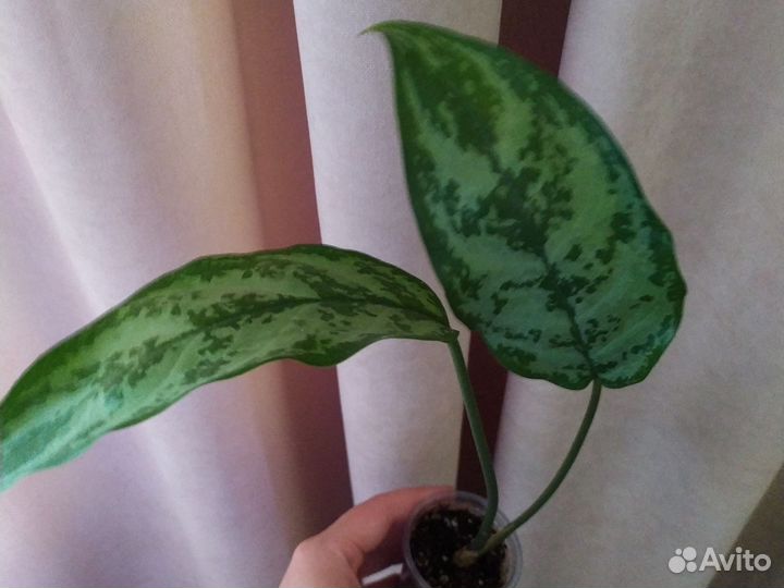 Аглаонема Силвер квин