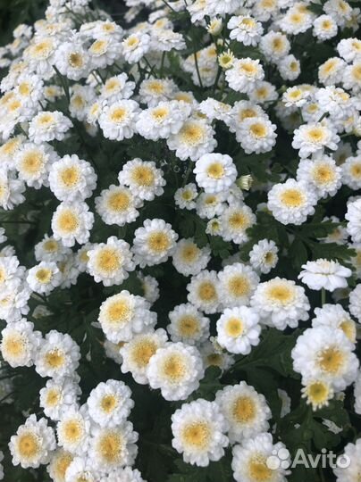 Многолетние цветы