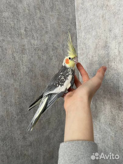 Попугай корелла пара