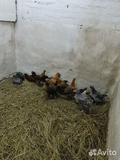 Куры молодки