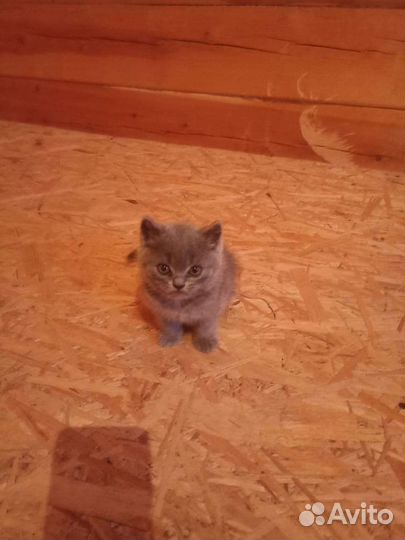 Британская кошка