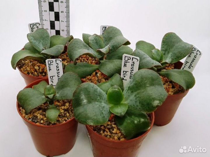 Суккуленты разные