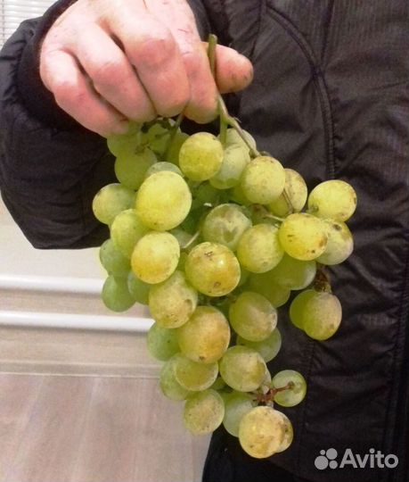 Саженцы винограда