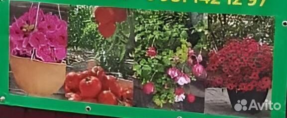 Рассада цветы и овощей