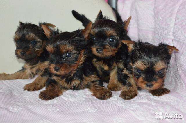 Щенки. Йоркширского терьера