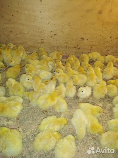 Перепела порода Техас, Феникс