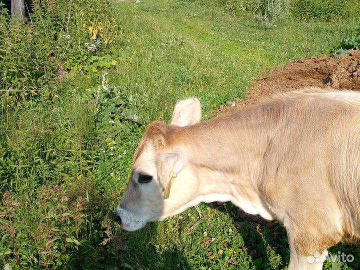 Овцы,телята, бык