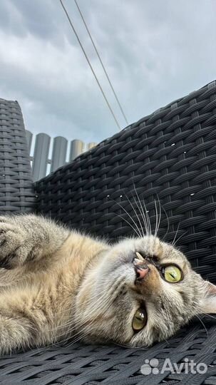 Уникальная кошка