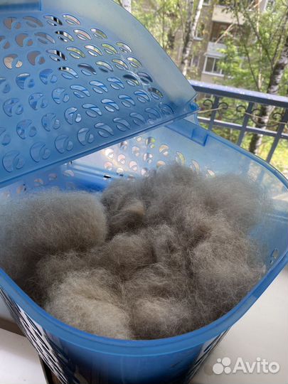 Шерсть колли