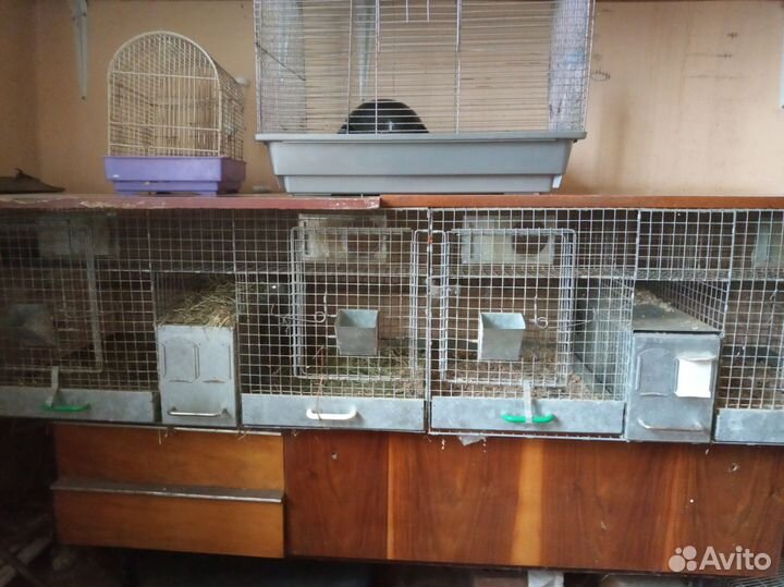 Оборудование и товары для животных