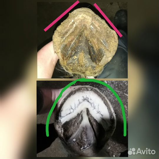 Расчистка копыт