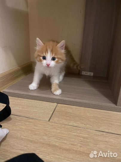 Рыжий котенок мальчик