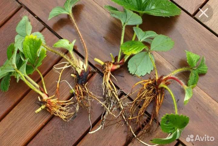 Рассада клубники