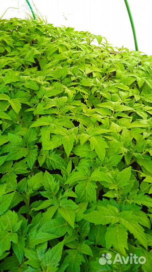 Рассада помидор