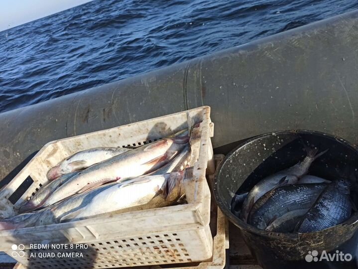 Свежая рыба