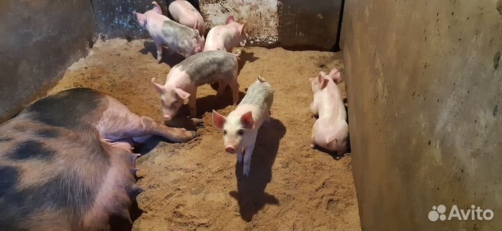 Домашние поросята