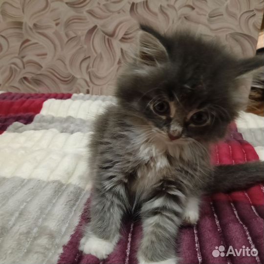 Кошечка в дар