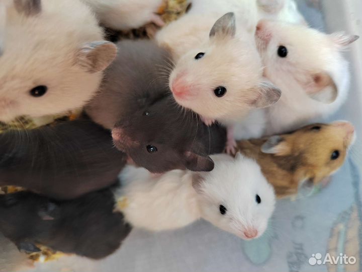 Сирийский хомяк