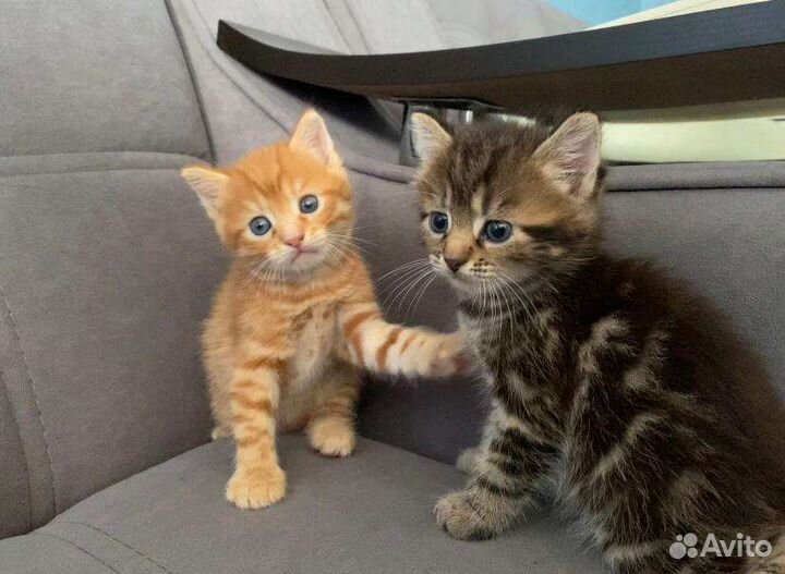 Отдам котят в добрые руки