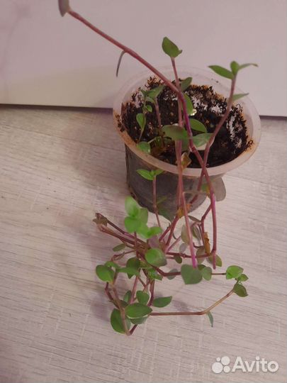 Кализия триколор