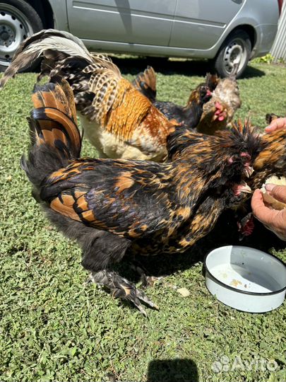 Петухи породы павловское золото