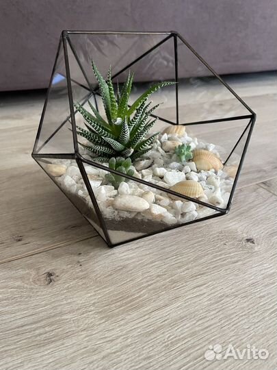 Флорариум суккуленты