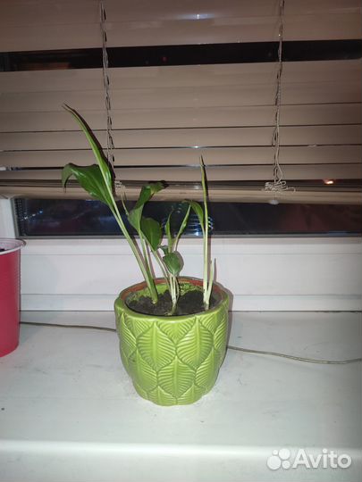 Спатифиллум