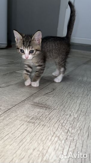 Отдам котят и кошку в добрые руки