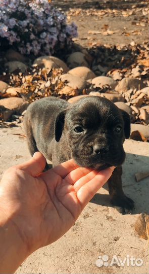 Кане корсе щенок