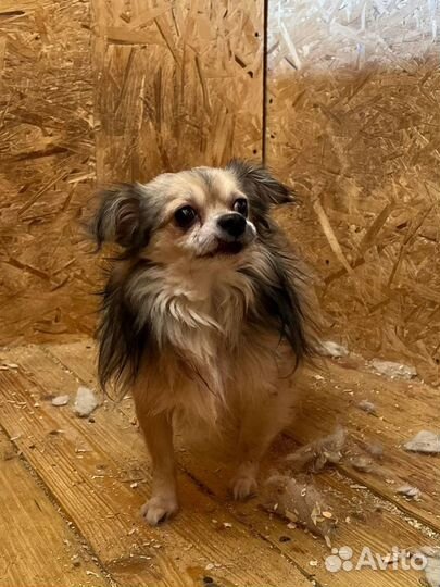 Собаки бесплатно в добрые руки