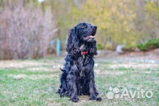 Русский спаниель вязка