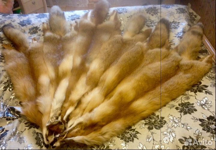Шкура лисья