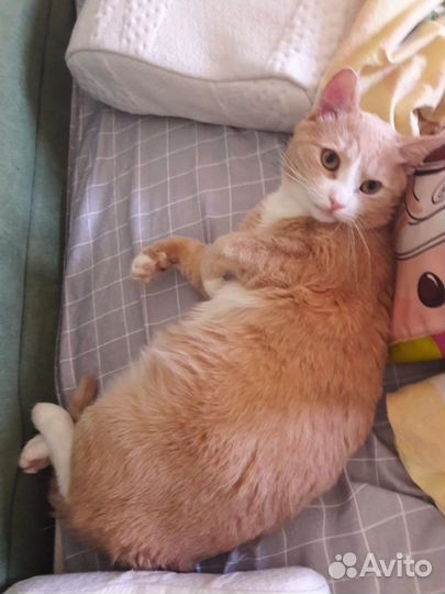 Рыжий кот счастье в дом бесплатно в дар