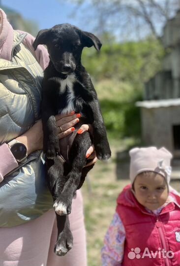 Щенок девочка мальчик черный