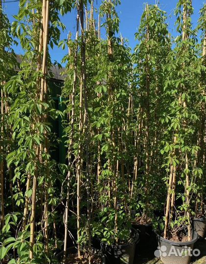 Девичий виноград 3 метра+ в горшках 40 литров