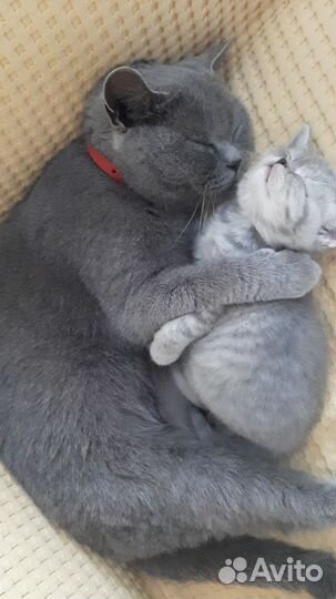 Британские кошка и котенок бесплатно