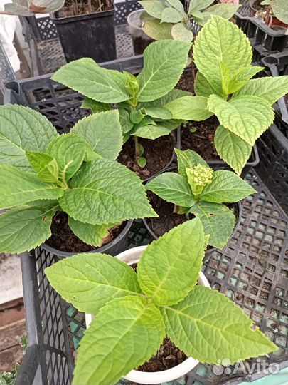 Гортензия бесконечное лето